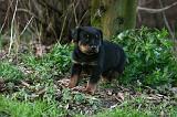 BEAUCERON - PUPPIES 358